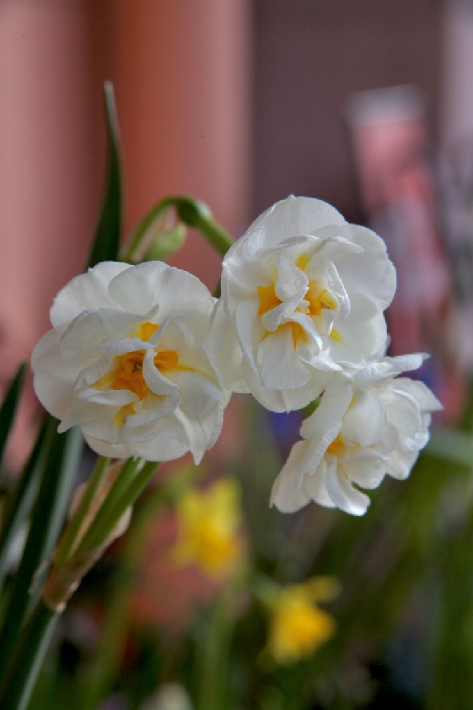 Conter fleurette photo 11